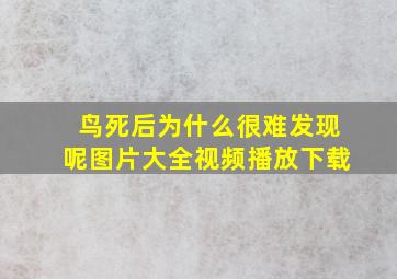 鸟死后为什么很难发现呢图片大全视频播放下载