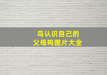 鸟认识自己的父母吗图片大全