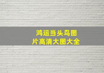 鸿运当头鸟图片高清大图大全