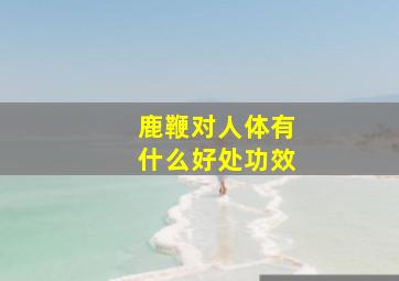 鹿鞭对人体有什么好处功效