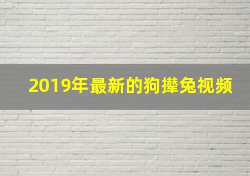 2019年最新的狗撵兔视频