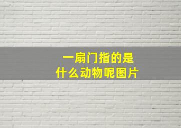 一扇门指的是什么动物呢图片