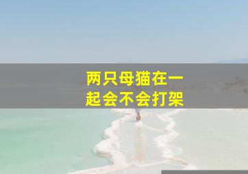 两只母猫在一起会不会打架