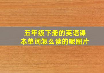 五年级下册的英语课本单词怎么读的呢图片