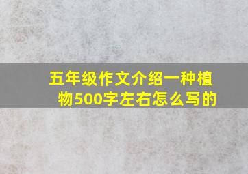 五年级作文介绍一种植物500字左右怎么写的