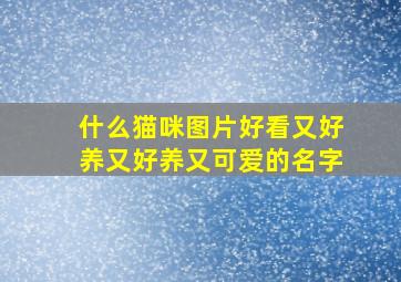 什么猫咪图片好看又好养又好养又可爱的名字