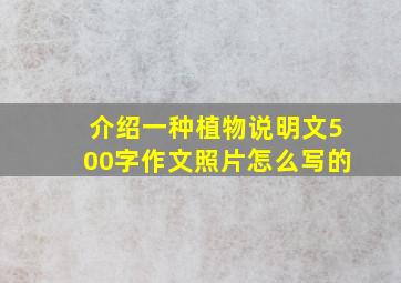 介绍一种植物说明文500字作文照片怎么写的