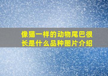 像猫一样的动物尾巴很长是什么品种图片介绍