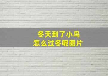 冬天到了小鸟怎么过冬呢图片