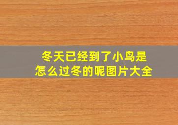 冬天已经到了小鸟是怎么过冬的呢图片大全