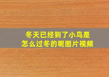 冬天已经到了小鸟是怎么过冬的呢图片视频