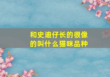 和史迪仔长的很像的叫什么猫咪品种