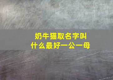 奶牛猫取名字叫什么最好一公一母