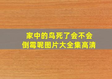 家中的鸟死了会不会倒霉呢图片大全集高清