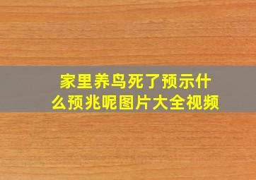 家里养鸟死了预示什么预兆呢图片大全视频