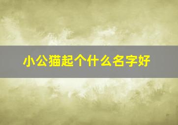 小公猫起个什么名字好