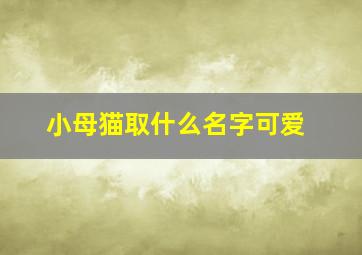 小母猫取什么名字可爱