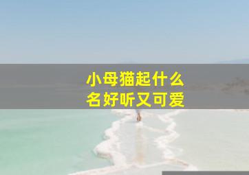 小母猫起什么名好听又可爱