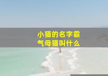 小猫的名字霸气母猫叫什么