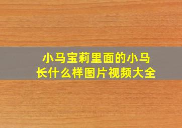 小马宝莉里面的小马长什么样图片视频大全