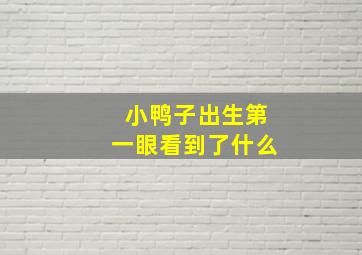 小鸭子出生第一眼看到了什么