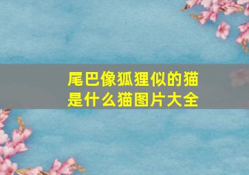 尾巴像狐狸似的猫是什么猫图片大全