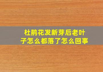 杜鹃花发新芽后老叶子怎么都落了怎么回事