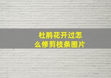 杜鹃花开过怎么修剪枝条图片