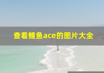 查看鲤鱼ace的图片大全