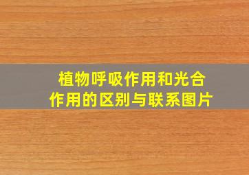 植物呼吸作用和光合作用的区别与联系图片