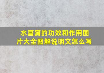 水菖蒲的功效和作用图片大全图解说明文怎么写