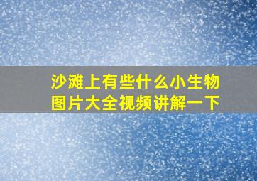 沙滩上有些什么小生物图片大全视频讲解一下