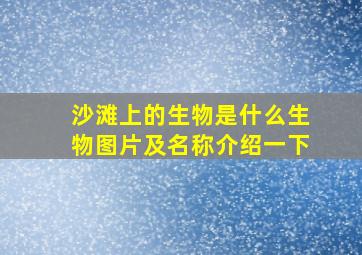 沙滩上的生物是什么生物图片及名称介绍一下