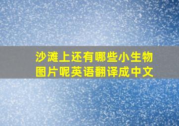 沙滩上还有哪些小生物图片呢英语翻译成中文