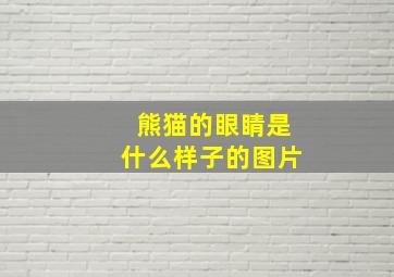 熊猫的眼睛是什么样子的图片