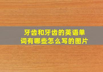 牙齿和牙齿的英语单词有哪些怎么写的图片