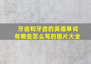 牙齿和牙齿的英语单词有哪些怎么写的图片大全