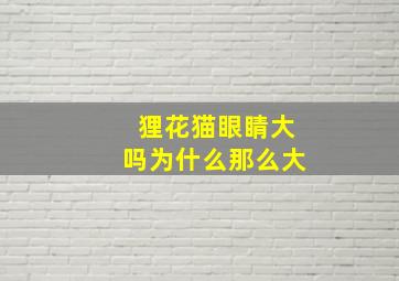 狸花猫眼睛大吗为什么那么大