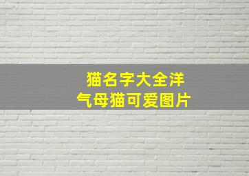 猫名字大全洋气母猫可爱图片