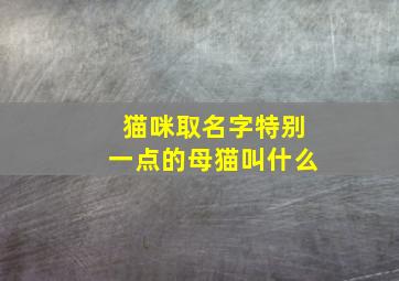 猫咪取名字特别一点的母猫叫什么