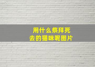 用什么祭拜死去的猫咪呢图片