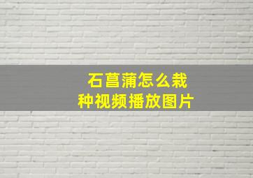 石菖蒲怎么栽种视频播放图片