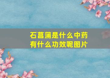 石菖蒲是什么中药有什么功效呢图片