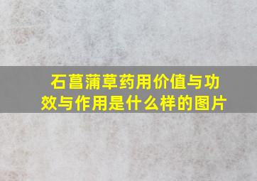 石菖蒲草药用价值与功效与作用是什么样的图片