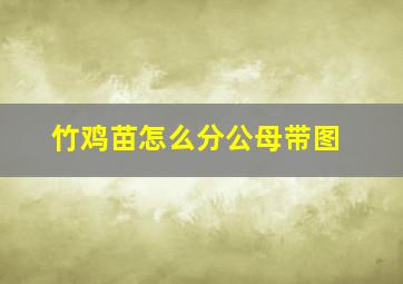 竹鸡苗怎么分公母带图