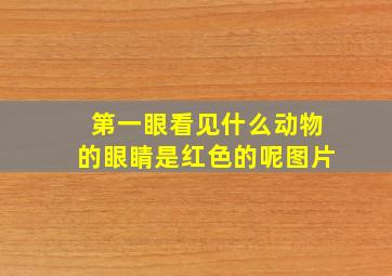 第一眼看见什么动物的眼睛是红色的呢图片