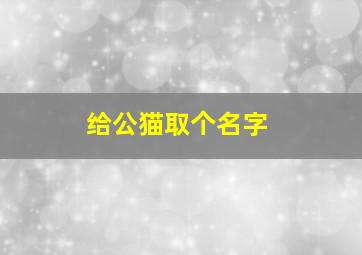 给公猫取个名字