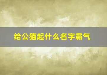 给公猫起什么名字霸气