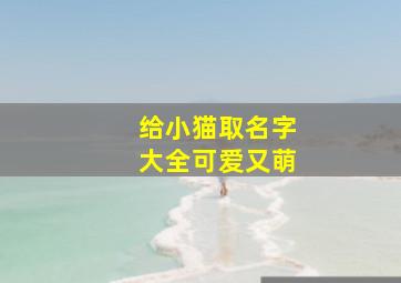 给小猫取名字大全可爱又萌