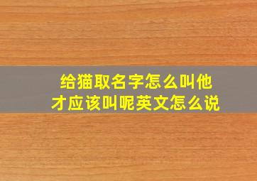 给猫取名字怎么叫他才应该叫呢英文怎么说